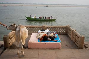 A cow and some people lying down
