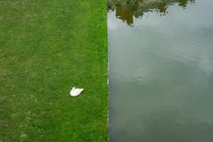 Swan, lawn and water