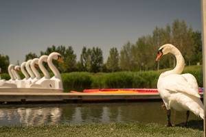 A swan and swan pedalos