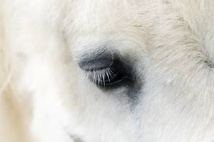 Eye of a horse