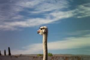 Ostrich