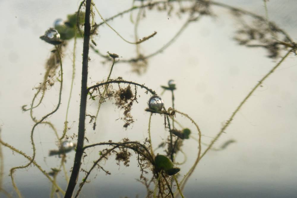 Water drop and plantlife